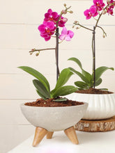 orquideas-phalaenopsis-mini-maceta-concreto-regalos-para-mujeres-regalos-plantas-de-interior-plantas-de-interior-con-flor-habibi-plantitas_d1b8a4db-3129-4b8d-a755-4e8f3a294838.jpg